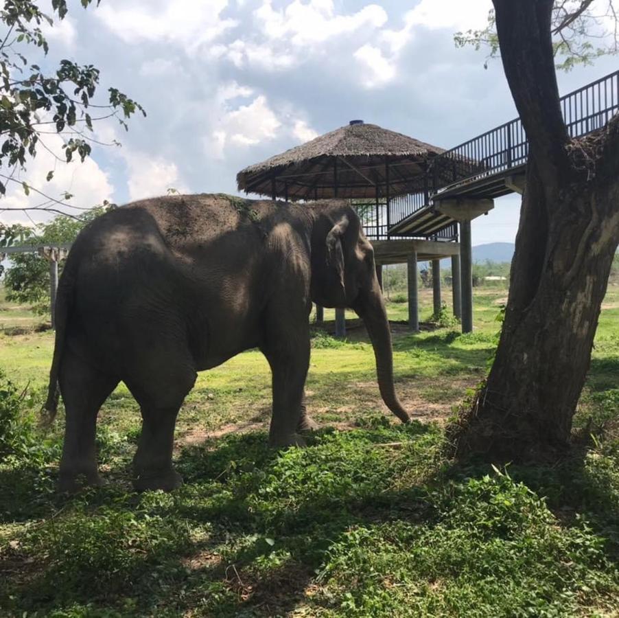 Elephant View Camp Ban Huai Thawai ภายนอก รูปภาพ