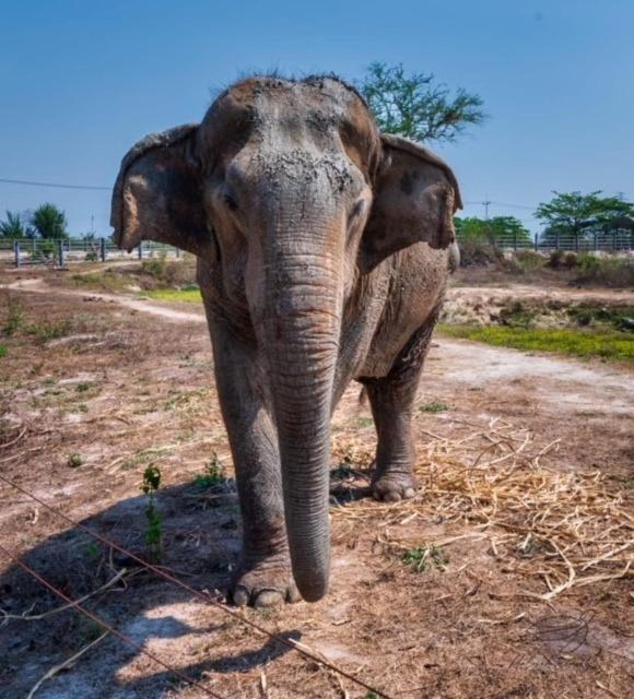 Elephant View Camp Ban Huai Thawai ภายนอก รูปภาพ